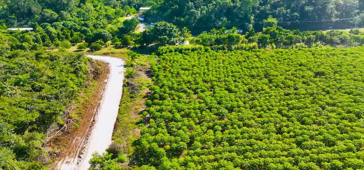 CONSTRUCCIÓN DE CAMINO SACA COSECHA EN UAYAMÓN