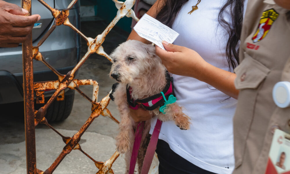 REFUERZAN CAMPAÑA DE VACUNACIÓN ANTIRRÁBICA EN CIUDAD DEL CARMEN