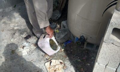 Intensifican Acciones De Control Larvario Para Prevenir El Dengue