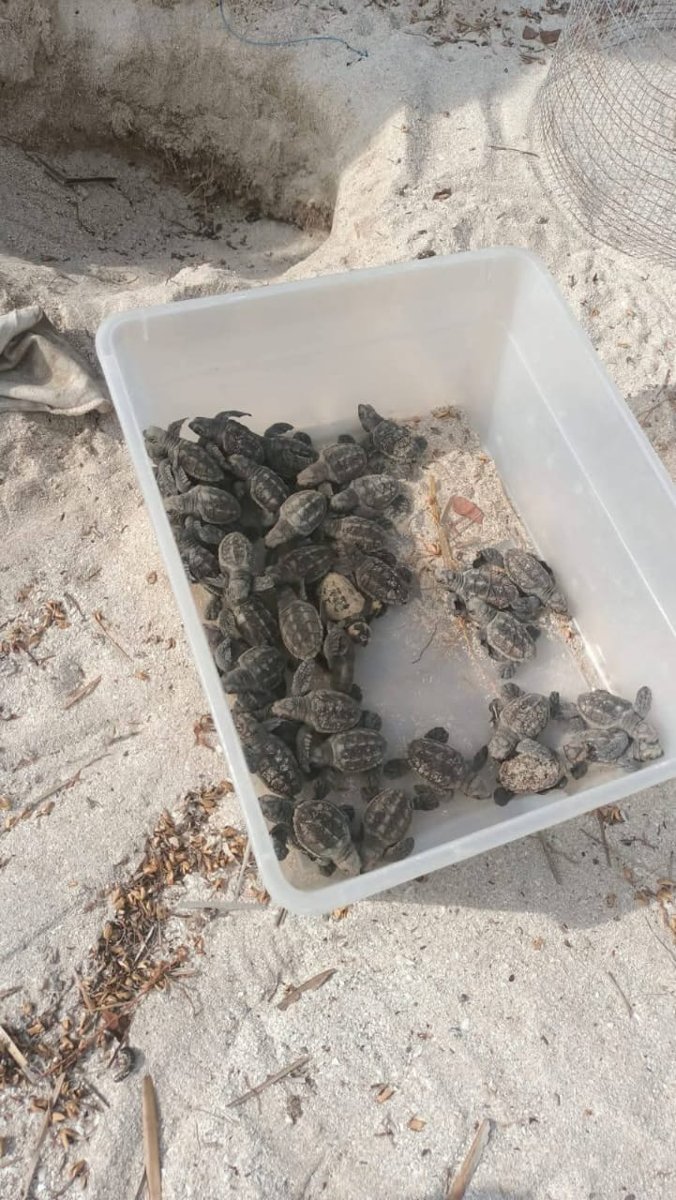 ECLOSIONAN LAS PRIMERAS CRÍAS DE TORTUGA CAREY