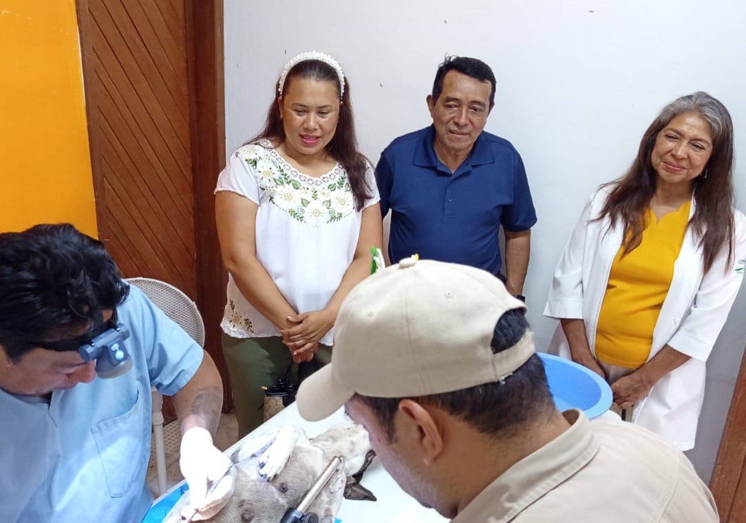 REALIZAN CAMPAÑA DE ESTERILIZACIÓN CANINA Y FELINA EN XPUJIL