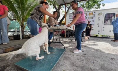 REFUERZAN EL CUIDADO DE ANIMALES EN CARMEN CON JORNADA GRATUITA DE ESTERILIZACIÓN CANINA Y FELINA