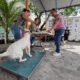 REFUERZAN EL CUIDADO DE ANIMALES EN CARMEN CON JORNADA GRATUITA DE ESTERILIZACIÓN CANINA Y FELINA