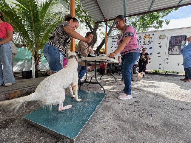 REFUERZAN EL CUIDADO DE ANIMALES EN CARMEN CON JORNADA GRATUITA DE ESTERILIZACIÓN CANINA Y FELINA