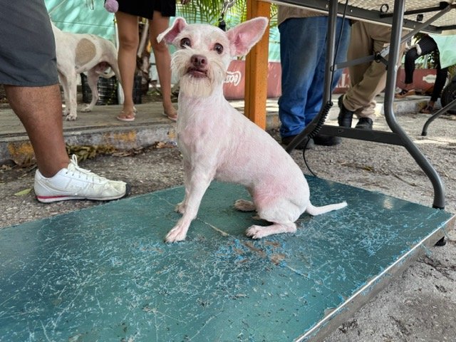 REFUERZAN EL CUIDADO DE ANIMALES EN CARMEN CON JORNADA GRATUITA DE ESTERILIZACIÓN CANINA Y FELINA