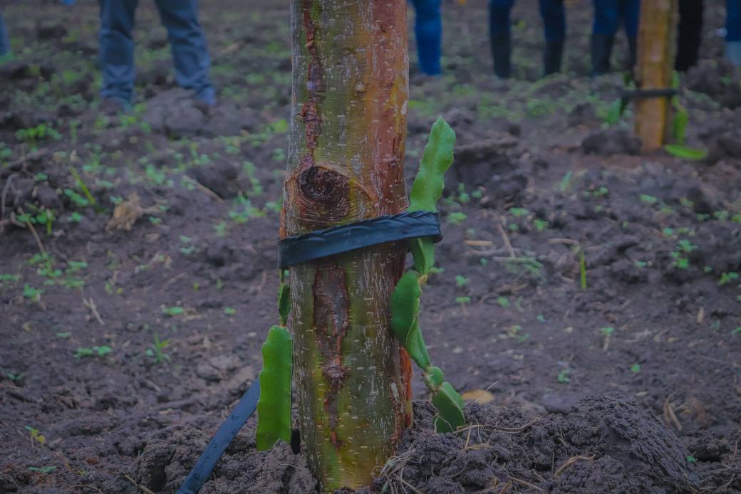 PARA PROMOVER EL AGRO CAMPECHANO, LA SDA SIGNÓ CONVENIO CON LA UTECAN