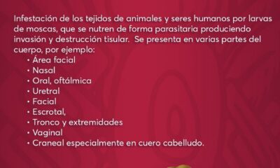 EXHORTAN A SEGUIR RECOMENDACIONES PARA PREVENIR LA MIASIS EN HUMANOS
