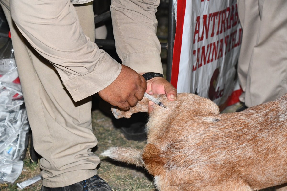 PROTEGIDOS 60 MIL 611 PERROS Y GATOS CONTRA LA RABIA EN LOS 13 MUNICIPIOS