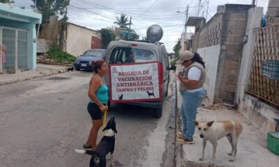 INTENSIFICA SSA ACCIONES PARA MANTENER A CAMPECHE LIBRE DE RABIA