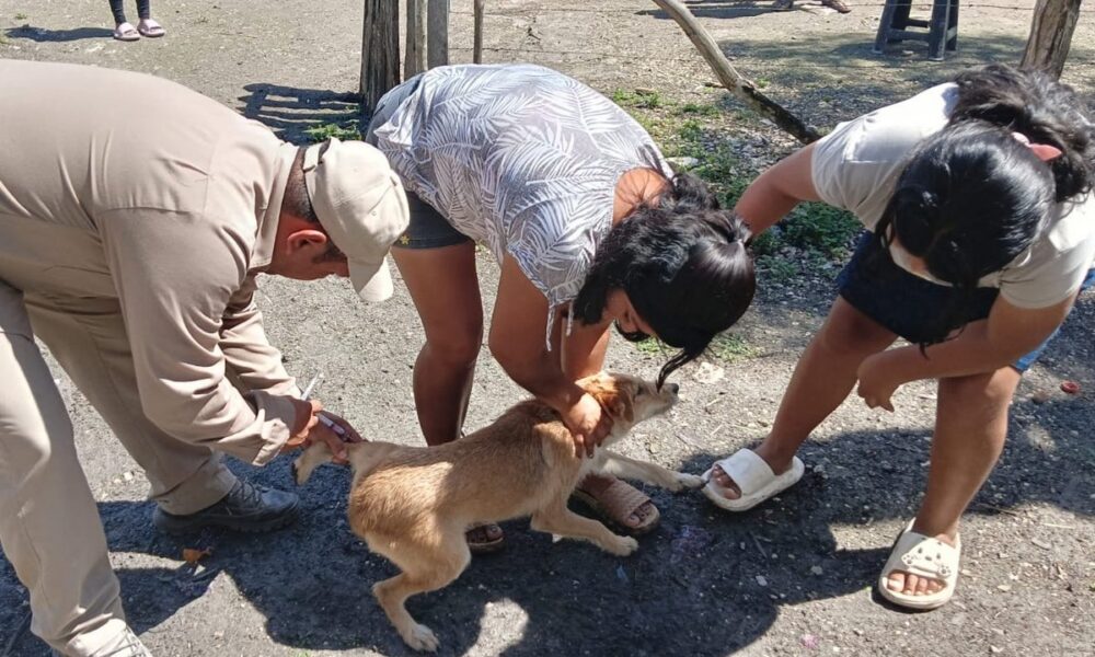 PROTEGIMOS CONTRA LA RABIA A 126 MIL 965 PERROS Y GATOS