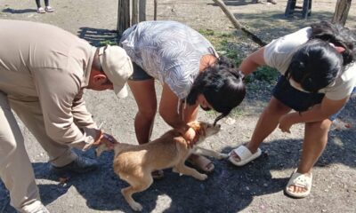 PROTEGIMOS CONTRA LA RABIA A 126 MIL 965 PERROS Y GATOS