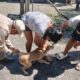 PROTEGIMOS CONTRA LA RABIA A 126 MIL 965 PERROS Y GATOS