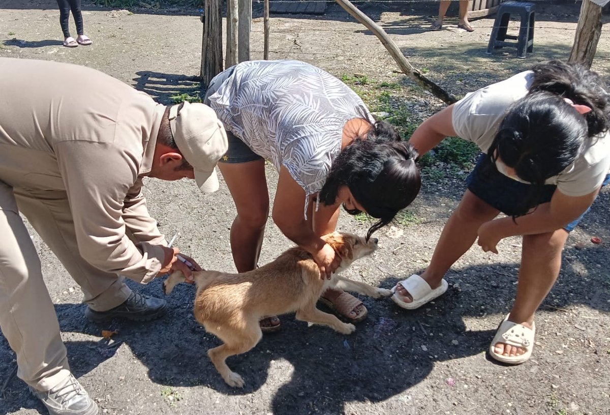PROTEGIMOS CONTRA LA RABIA A 126 MIL 965 PERROS Y GATOS