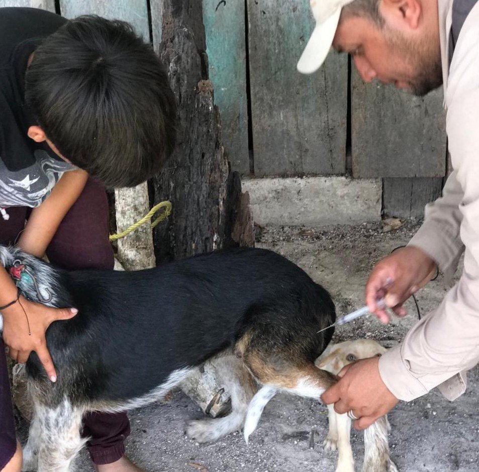 APLICAN MÁS DE 8 MIL VACUNAS ANTIRRÁBICAS EN UNA SEMANA