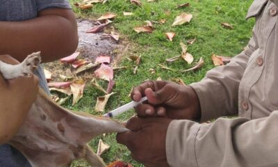 APLICADAS 110,875 DOSIS DE VACUNA ANTIRRÁBICA EN CAMPECHE