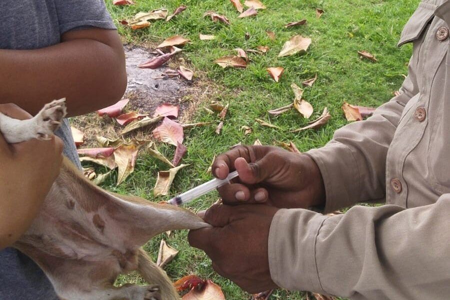 APLICADAS 110,875 DOSIS DE VACUNA ANTIRRÁBICA EN CAMPECHE