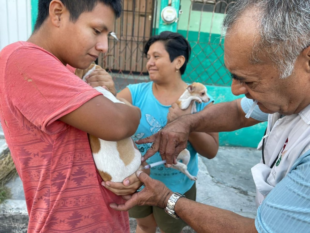 INTENSIFICA SSA ACCIONES PARA MANTENER A CAMPECHE LIBRE DE RABIA