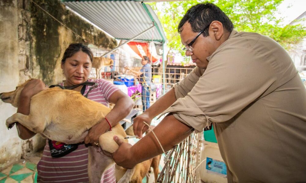 PERMANENTES LAS ACCIONES PREVENTIVAS CONTRA LA RABIA EN CAMPECHE