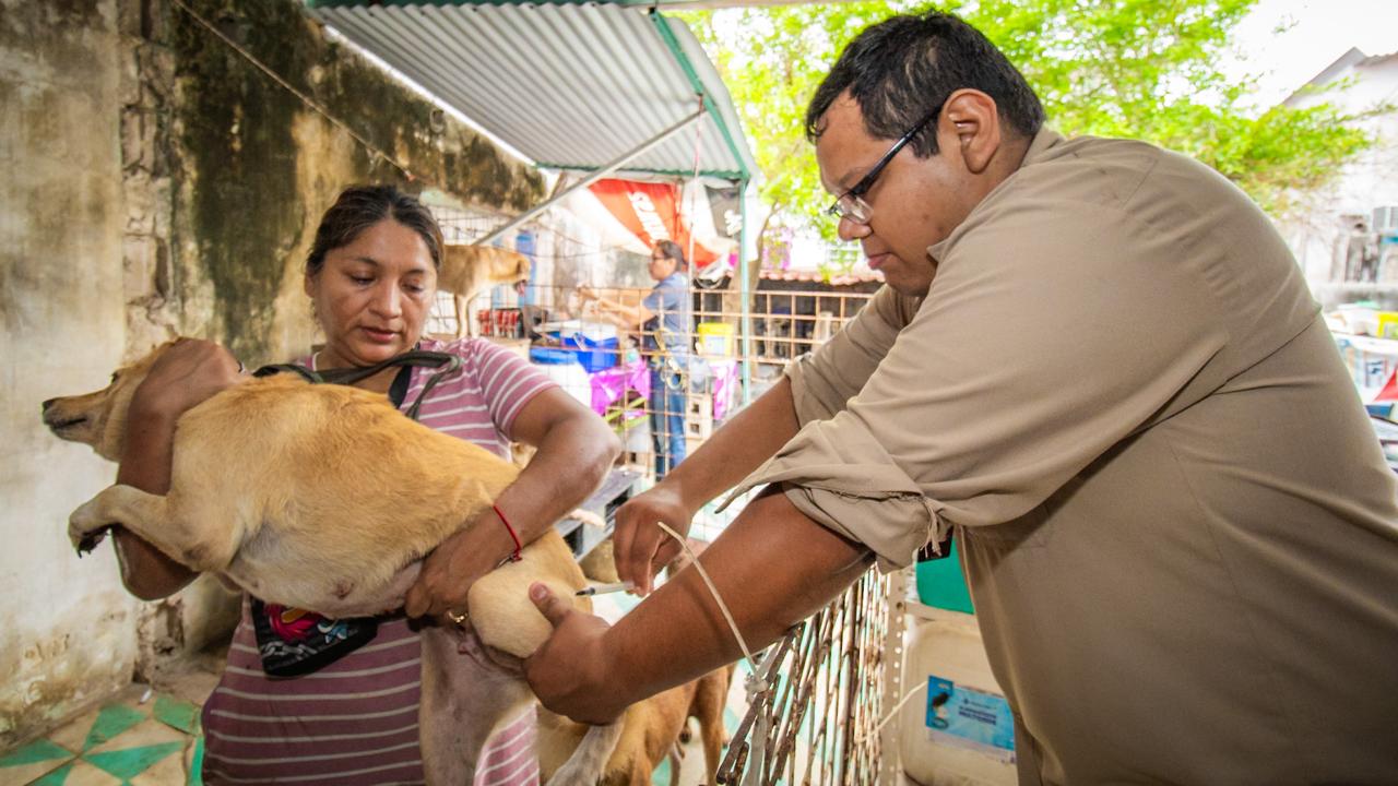 PERMANENTES LAS ACCIONES PREVENTIVAS CONTRA LA RABIA EN CAMPECHE