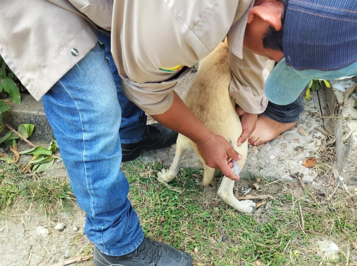 PROTEGIMOS CONTRA LA RABIA A 126 MIL 965 PERROS Y GATOS