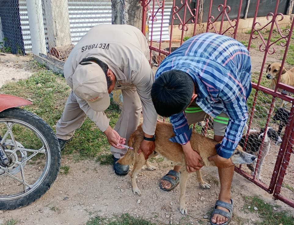 PROTEGIMOS CONTRA LA RABIA A 126 MIL 965 PERROS Y GATOS