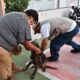 PERMANENTE LA VACUNACIÓN ANTIRRÁBICA EN TODO EL ESTADO