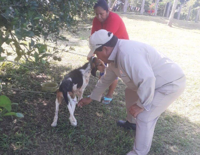 PROTEGIDOS 60 MIL 611 PERROS Y GATOS CONTRA LA RABIA EN LOS 13 MUNICIPIOS