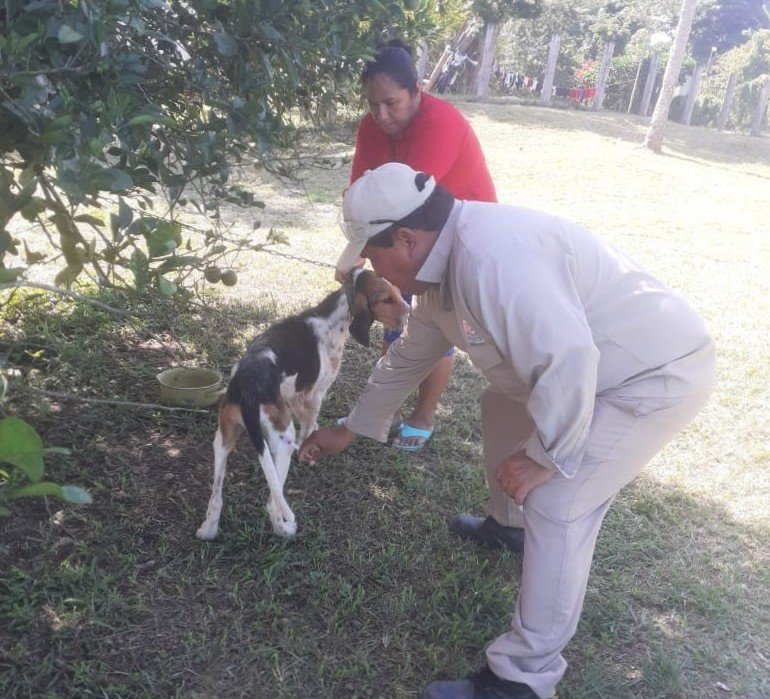 PROTEGIDOS 60 MIL 611 PERROS Y GATOS CONTRA LA RABIA EN LOS 13 MUNICIPIOS