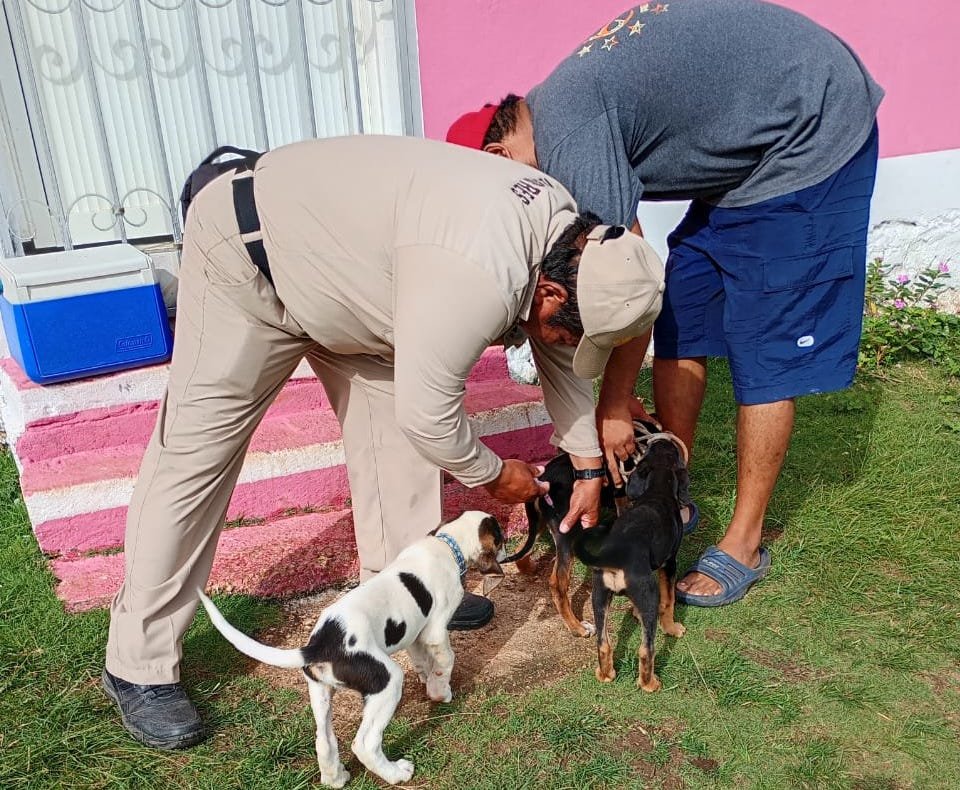 PROTEGIMOS CONTRA LA RABIA A 126 MIL 965 PERROS Y GATOS