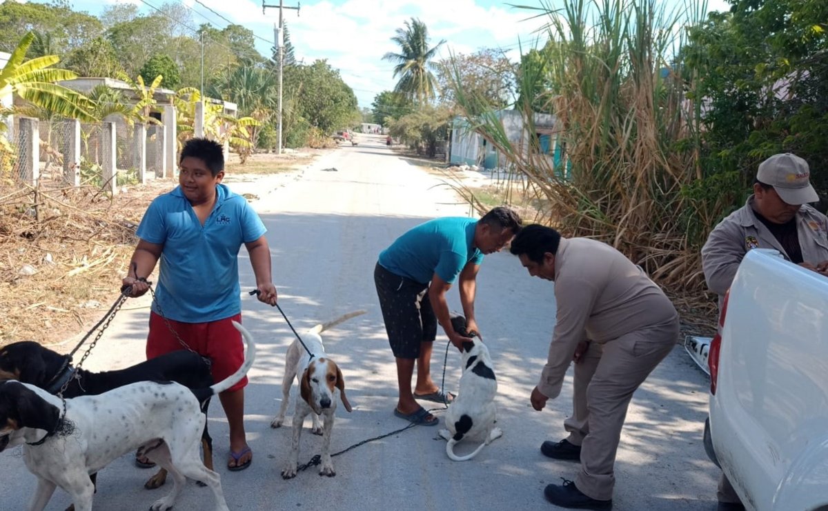 AVANZA CAMPECHE EN LA VACUNACIÓN ANTIRRÁBICA CANINA Y FELINA
