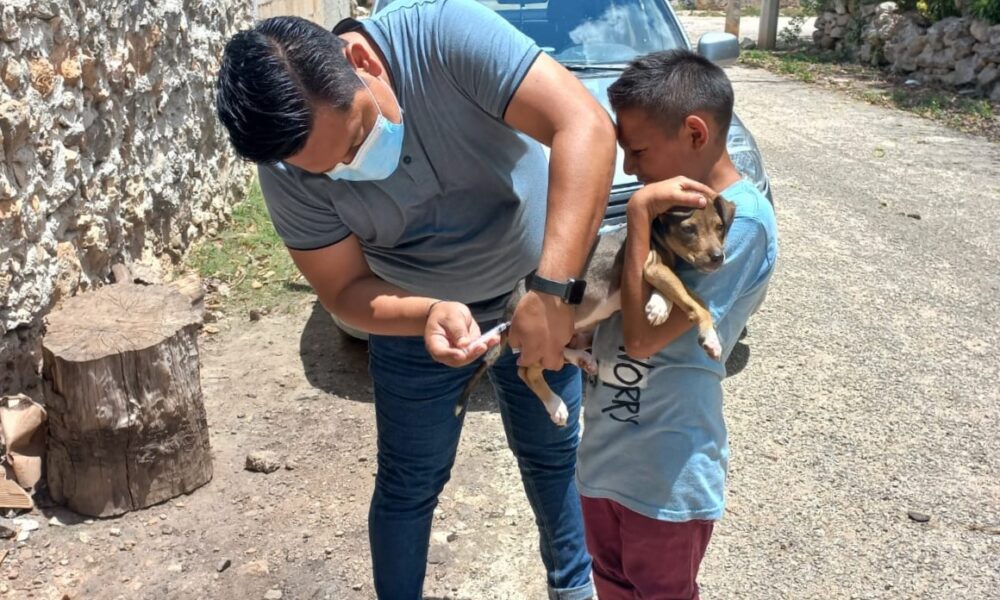 PROTEGEN A PERROS Y GATOS CONTRA LA RABIA EN TODO EL ESTADO